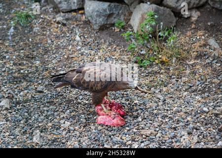 Wild golden eagle stands on a piece of raw meat and eats Stock Photo