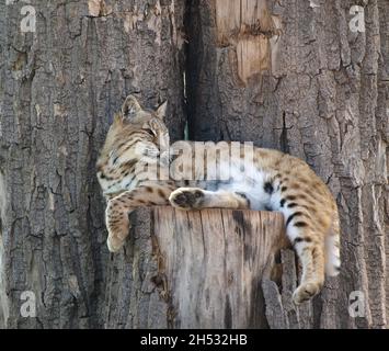 North American Bobcat resting and watching Stock Photo