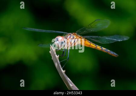 Blue Dasher Dragonfly (pachydiplax longipennis) perched on a stick for a portrait in the summer sun. Stock Photo