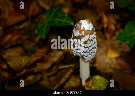 Coprinus picaceus or Magpie fungus mushroom in dark forest Stock Photo