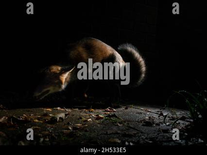 Fox at night on paved patio in darkness with light on body, crouching low, curled body with mouth open, in defensive posture defending it's territory Stock Photo