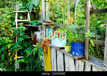 Crumbling garden shed in an overgrown garden German garden Stock Photo