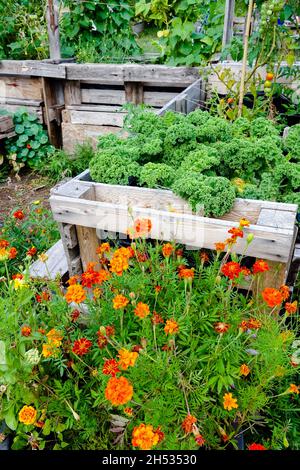 Allotment garden vegetables flowers in small garden Germany raised bed Stock Photo