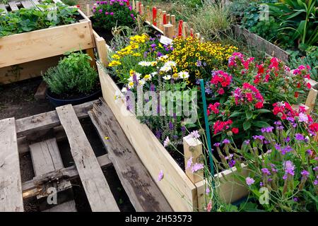 Community garden gardening city urban flowers in bed, wooden pallets, pallet wood raised bed flowers Horticulture, Gardening Stock Photo