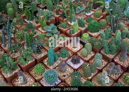 Small cacti of different species on the counter of the flower market Stock Photo