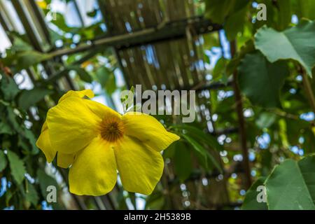Close up view of yellow allamanda flowers. Beautiful nature backgrounds. Stock Photo