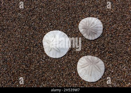 Closeup of three sand dollars arranged in a triangle on a beach in Northern California Stock Photo