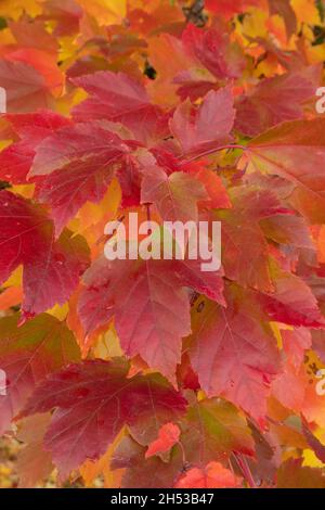 Red Maple (Acer rubrum) autumn leaves, Oregon Stock Photo