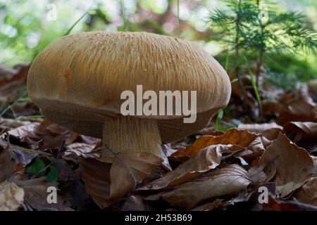 Rare mushroom Phaeolepiota aurea in beech forest. Known as golden bootleg or golden cap. Wild mushroom growing in the leaves. Stock Photo