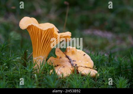 Edible mushroom Cantharellus cibarius is in spruce forest. Known as golden chanterelle. Wild yellow mushroom growing in the moss. Stock Photo
