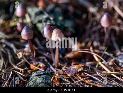 Small fungus, Mycena purpureofusc or purple edge bonnet, growing on woodland floor in Autumn, Scotland, UK Stock Photo