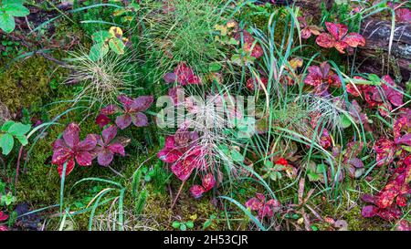 Fall foliage color and mosses on the forest floor in Pisew Falls Provincial Park, Northern Manitoba, Canada. Stock Photo