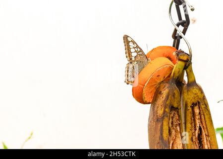 Beautiful lovely brown butterfly on a slice of a drying orange isolated on a white background Stock Photo