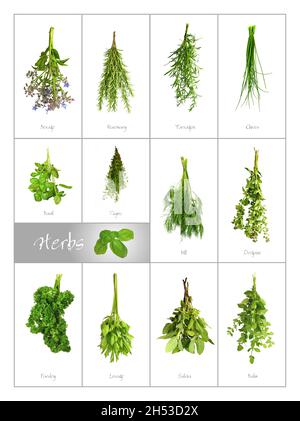 Set of different green and fresh Culinary herbs Stock Photo
