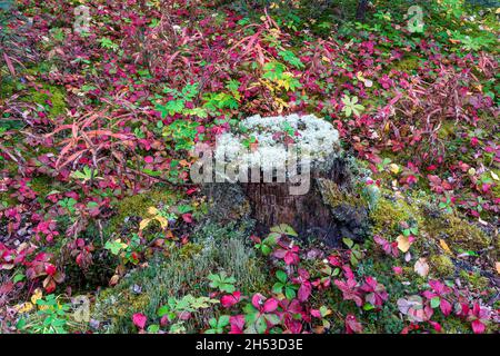 Fall foliage color and mosses on the forest floor in Pisew Falls Provincial Park, Northern Manitoba, Canada. Stock Photo