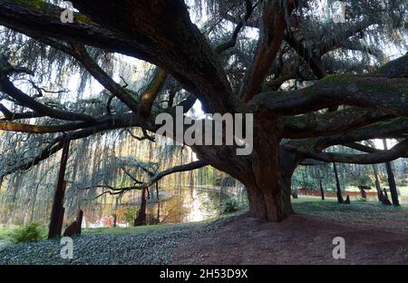 The giant weeping blue Atlas Cedar in the Parc a la Vallee aux Loups Stock Photo