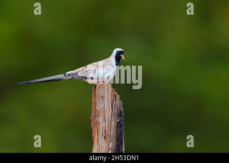 An adult male Namaqua dove (Oena capensis) perched on a stump in the Gambia, West Africa Stock Photo