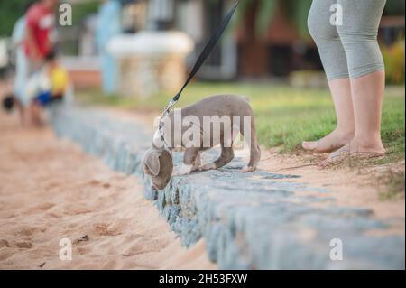 American bully puppy funny on beach with people family Stock Photo