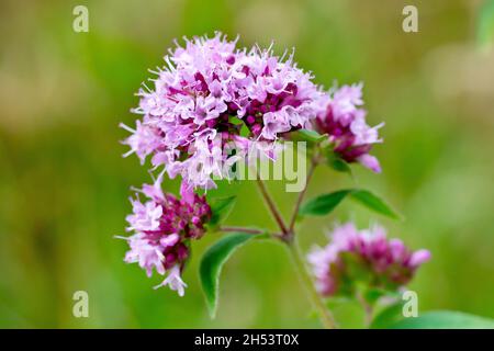 Marjoram (origanum vulgare), close up showing the uppermost part of the plant in full bloom with a head of pink flowers. Stock Photo