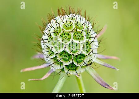 Small Scabious (scabiosa columbaria), close up showing a fully mature seed head isolated against a plain green background. Stock Photo