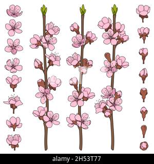 Set of color images with blossoming spring branches. Isolated vector objects on white background. Stock Vector