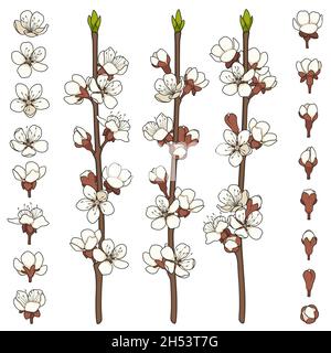 Set of color images with blossoming spring branches. Isolated vector objects on white background. Stock Vector