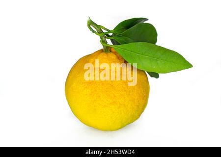 Organic mandarin, a single mandarin or tangerine with green leaf isolated on white background. Stock Photo