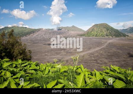 Bromo and Batok volcanoes in Tengger Caldera from Cemoro Lawang, East Java, Indonesia Stock Photo