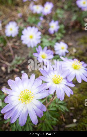 Anemone blanda plant with purple or blue flowers, closeup of perennial plants flowering in spring in a UK garden border Stock Photo