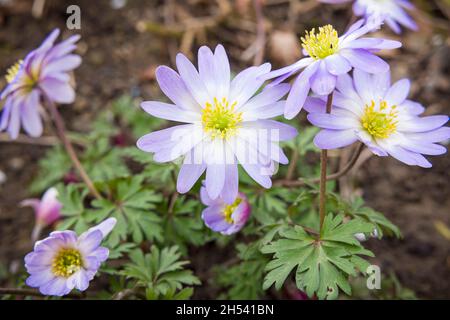 Anemone blanda plant close up with purple or blue flowers, detail of perennial plants flowering in spring in a UK garden border Stock Photo