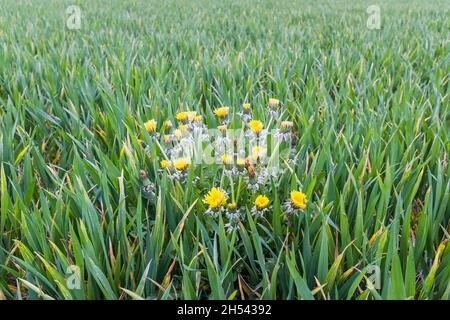 Dandelion weeds growing in a green field of crops, UK. Agriculture weed control and organic farming concept Stock Photo