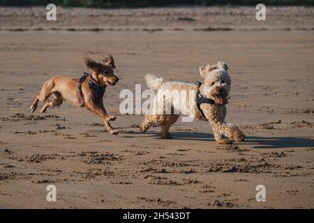 Cockapoo dog running and playing on a sandy beach Stock Photo