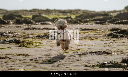 Cockapoo dog running and playing on a sandy beach Stock Photo