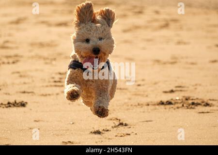 Cockapoo dog running and playing on a sandy beach Stock Photo