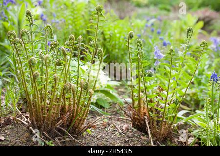 Ferns dryopteris filix-mas (wood fern) plants growing in a UK garden, new growth of fronds in spring Stock Photo