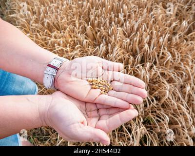 Handful of barley seeds in the hands. The woman crushed several ears of barley to measure the moisture content of the grain. Stock Photo