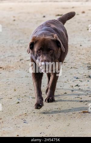 A chocolate labrador running on the beach Stock Photo