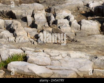 Anthus petrosus, a European rock pipit, or just rock pipit, perching on some rocks. Stock Photo