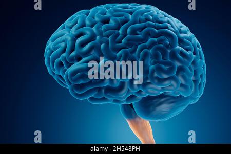 Medulla oblongata, illustration Stock Photo