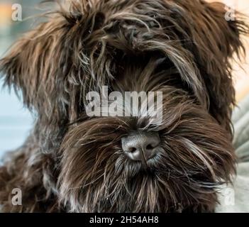 close up face-on of a young puppy miniature black schnauzer Stock Photo