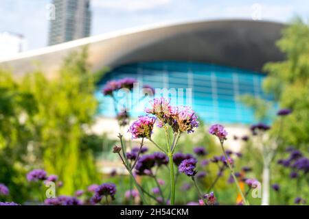 London, UK. 13th July, 2020. The Aquatics Centre behind purpletop vervain flowers in the Queen Elizabeth Olympic Park in Stratford. Stock Photo