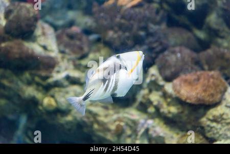 Closeup of a Rhinecanthus aculeatus, commonly known as Picasso Triggerfish or Lagoon Triggerfish, as seen in aquarium environment Stock Photo