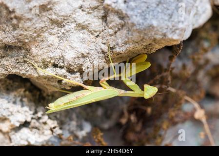 European Praying Mantis (Mantis religiosa) female hanging upsidedown on a wall in Mystras, Peloponnese, southern Greece Stock Photo