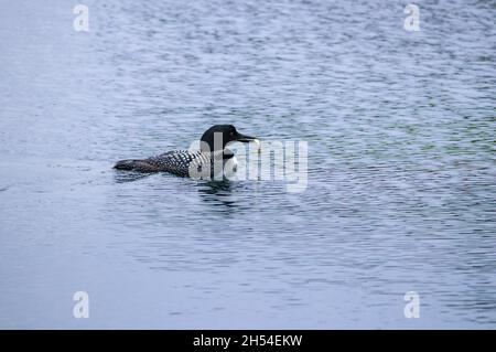 A common loon (Gavia immer) swims, holding a fish in its beak. The species is among many birds threatened by the impacts of climate change (Canada). Stock Photo