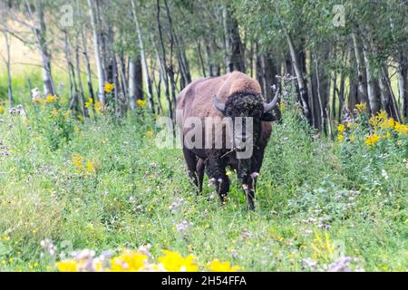 Male bison durning mating season covered in flowers walking towards camera through long grass with trees behind him. Stock Photo