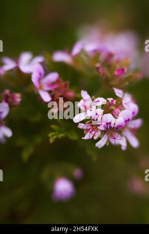 small pink pelargonium flowers in close-up. geranium pink Stock Photo