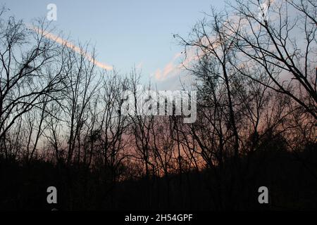 A Subtle Pink Sunset Behind a Silhouetted Forest Stock Photo
