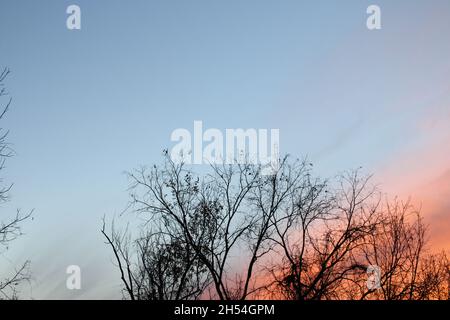 A Subtle Hint of Color in the Sky Behind Silhouetted Tree Tops Stock Photo