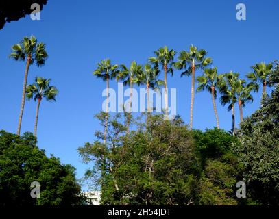 Beverly Hills, California, USA 10th September 2021 A general view of atmosphere of Palm Trees on September 10, 2021 in Beverly Hills, California, USA. Photo by Barry King/Alamy Stock Photo Stock Photo