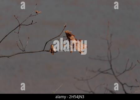 a dried, withered oak leaf hangs precariously from a thin branch against a gray sky background in winter, with copy space Stock Photo